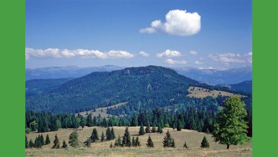Poľana